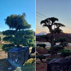 イトヒバ透かし剪定　富士山　北杜市小淵沢