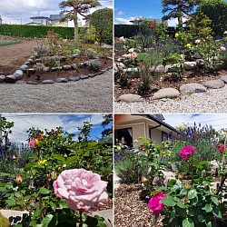 バラの立体花壇　１年で立派に成長しました。　施工(冬)～開花まで　　北杜市小淵沢