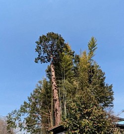 特殊伐採　北杜市　大泉